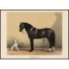 Horse and Dog Vintage