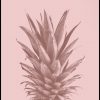 Pineapple Pink nr. 3