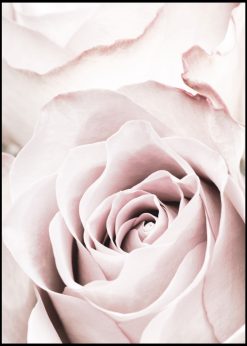 Close-Up Pink Rose nr. 3